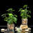 Cano Hydrangea Arrangement in Pot