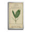 Linnaean Botany IV - Single Picture Frame Painting on Canvas-249167260-249167257