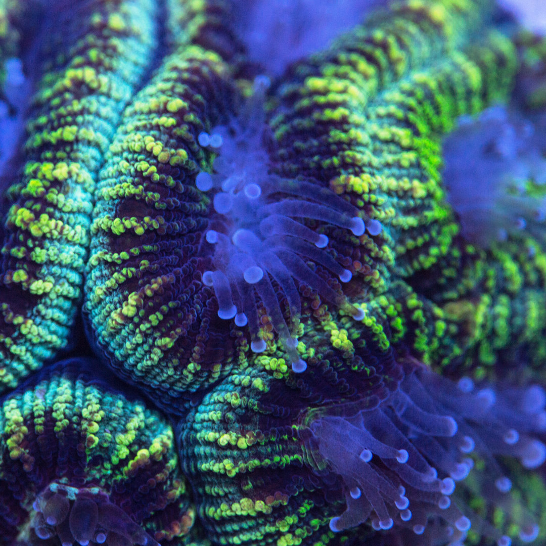 Closeup Of A Green Favia Coral With Extended Polyps. von IngredientsPhoto - No Frame Print auf Leinwand