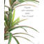 Dracaena artificiel en pot-149051531