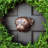 Pug Door Knocker