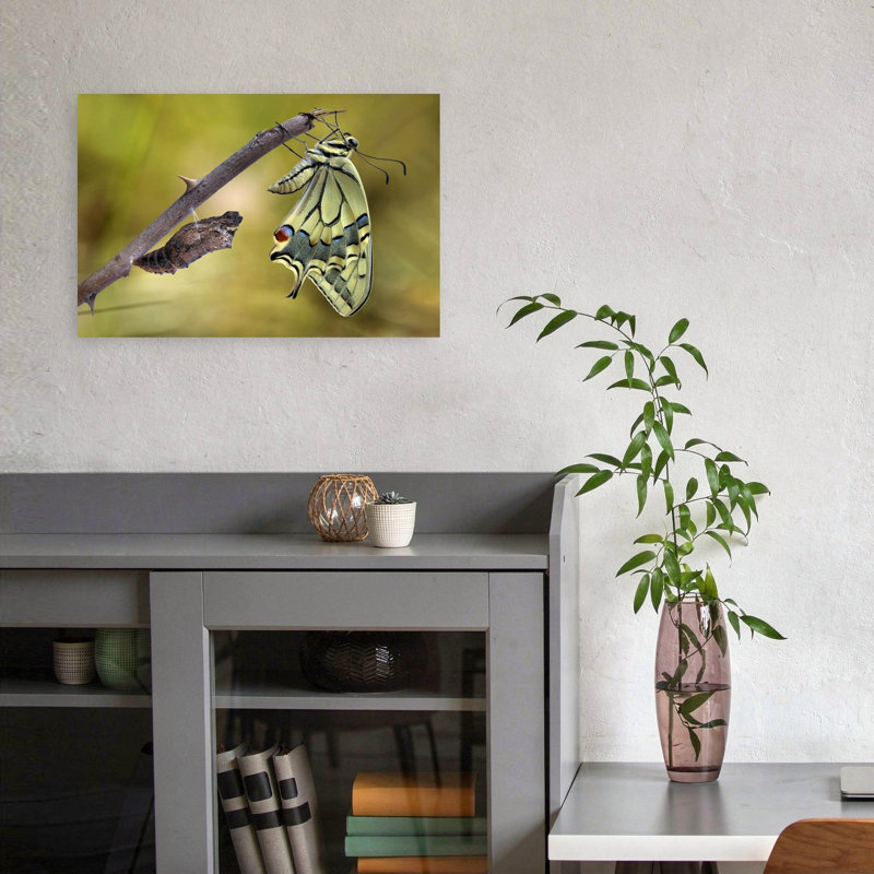 Butterfly Metamorphosis Delicate Contemporary Butterfly Nature Wildlife Wall Art Print 1 Piece Wrapped Canvas Wall Art
