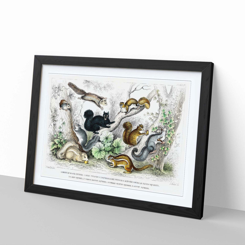 Collection of Squirrels by Oliver Goldsmith - Picture Frame Painting, 48cm H x 65cm W x 2cm D, Black Framed