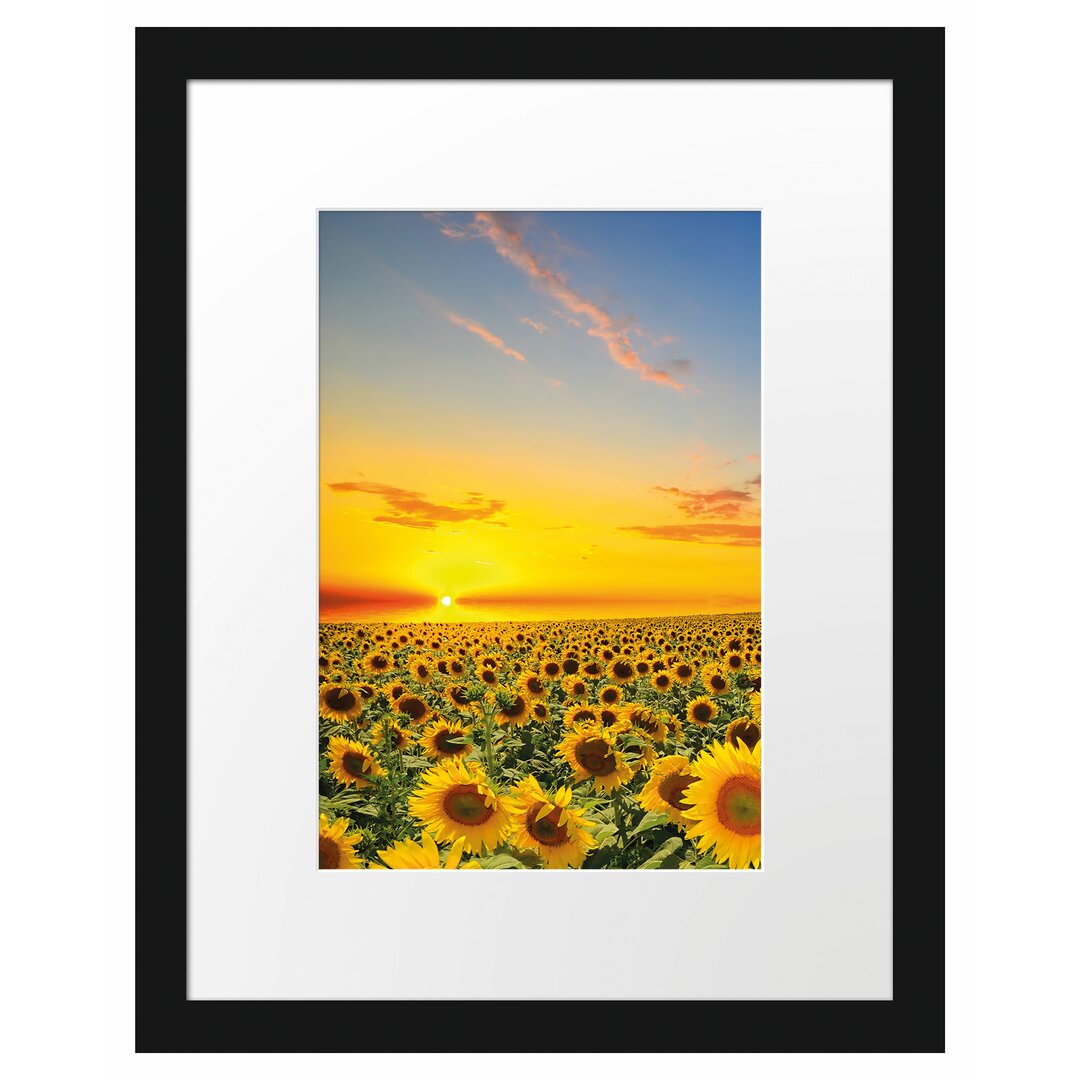 Gerahmtes Poster Sonnenuntergang Sonnenblumen