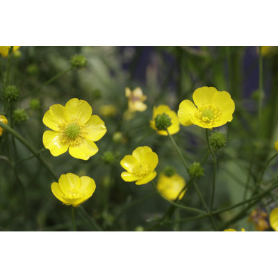 Bouton d'or jaune par Whiteway