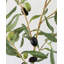 Large Olive Branch 46"