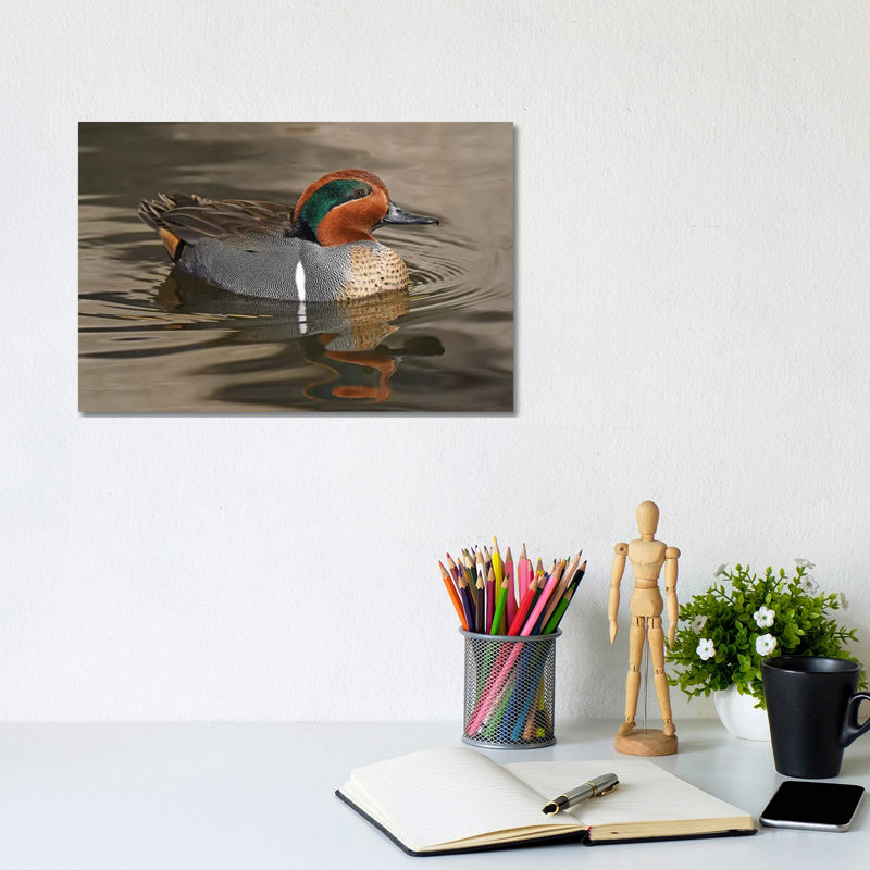 Handsome Green-Wing Teal by Brian Wolf - Wrapped Canvas Print, 20.32cm H x 30.48cm W x 1.91cm D