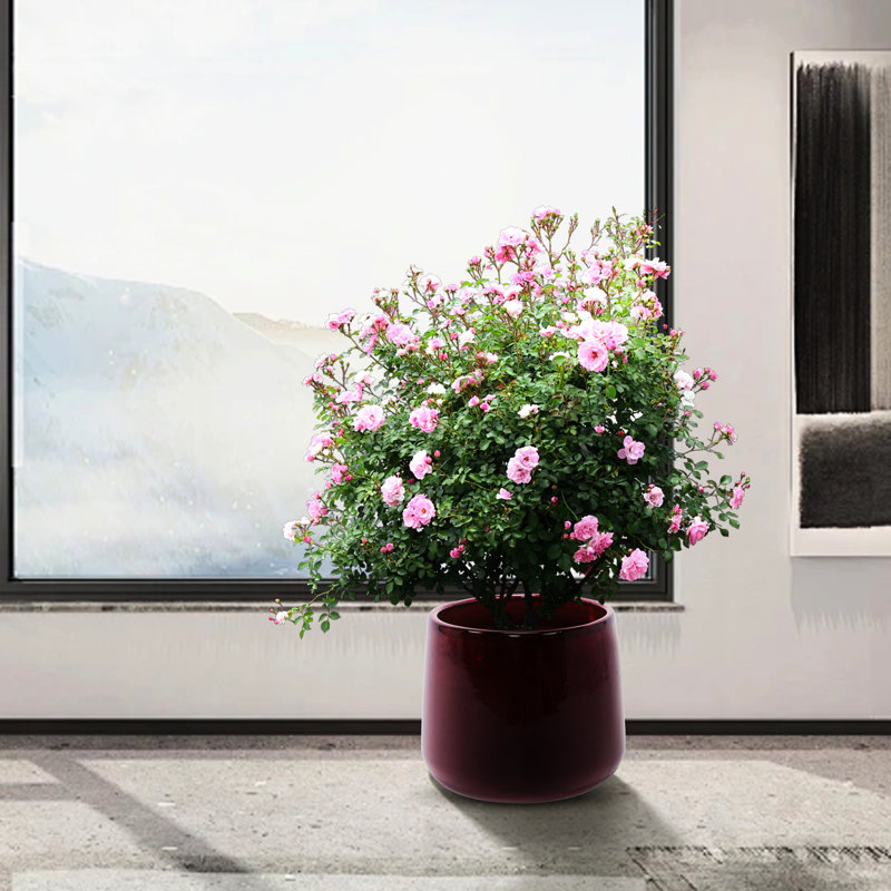 Pot à fleurs rouge moderne 4 pièces en pâte de haricot, polyvalent pour les espaces intérieurs et extérieurs sur le patio, le jardin, les rebords de fenêtre avec un pot de fleurs en céramique ultrabrillant et fini comme la résistance au gel