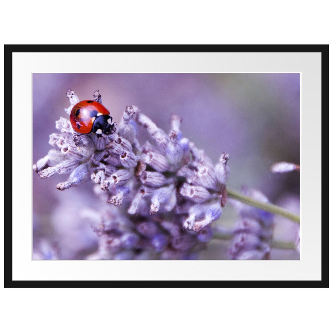 Gerahmtes Poster Kleiner Marienkäfer auf Lavendel