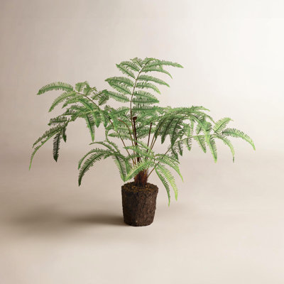 Georgia 30" Fern Plant