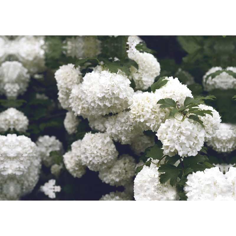 White Hydrangeas - Photograph Print, 81 cm H x 122 cm W, Black Floater Framed