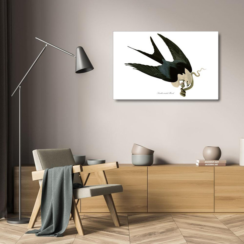 American Swallow-Tailed Kite, 16" H x 24" W