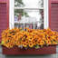7 mamans artificielles orange - Fleurs de marguerite en soie pour décorations d'intérieur et d'extérieur