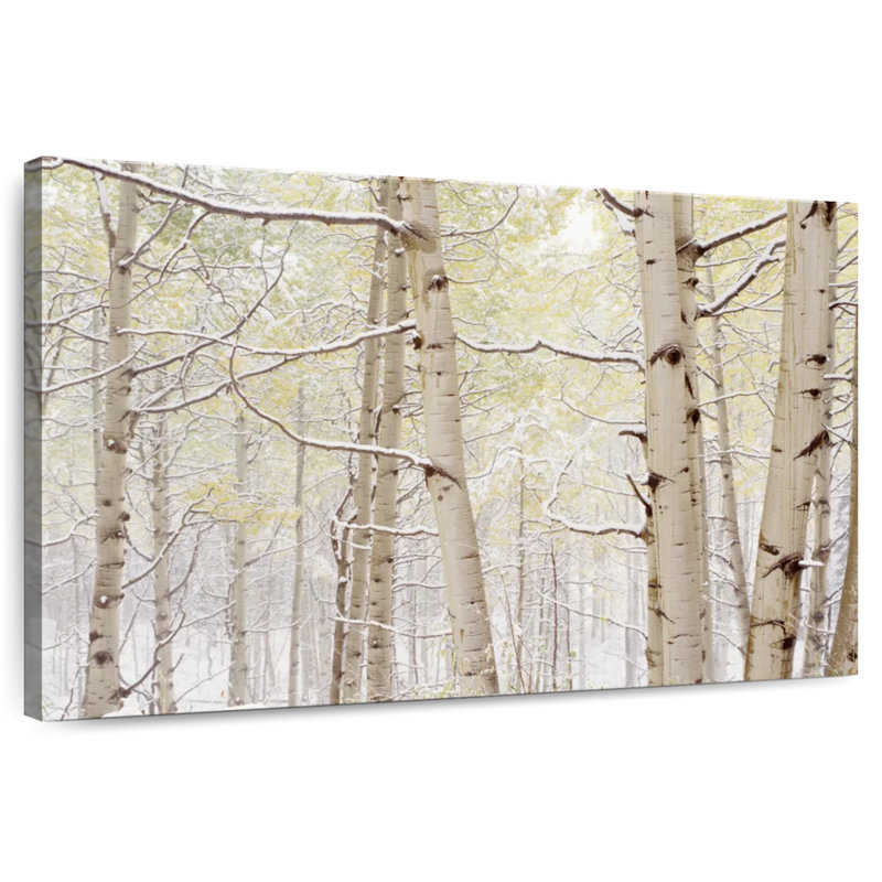 Harnek Autumn Aspens With Snow Colorado, États-Unis, H 8 po x l 12 po