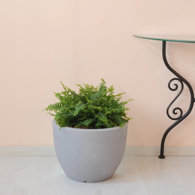 Griagal Pot Planter, Havana, 37cm H x 50cm W x 50cm D