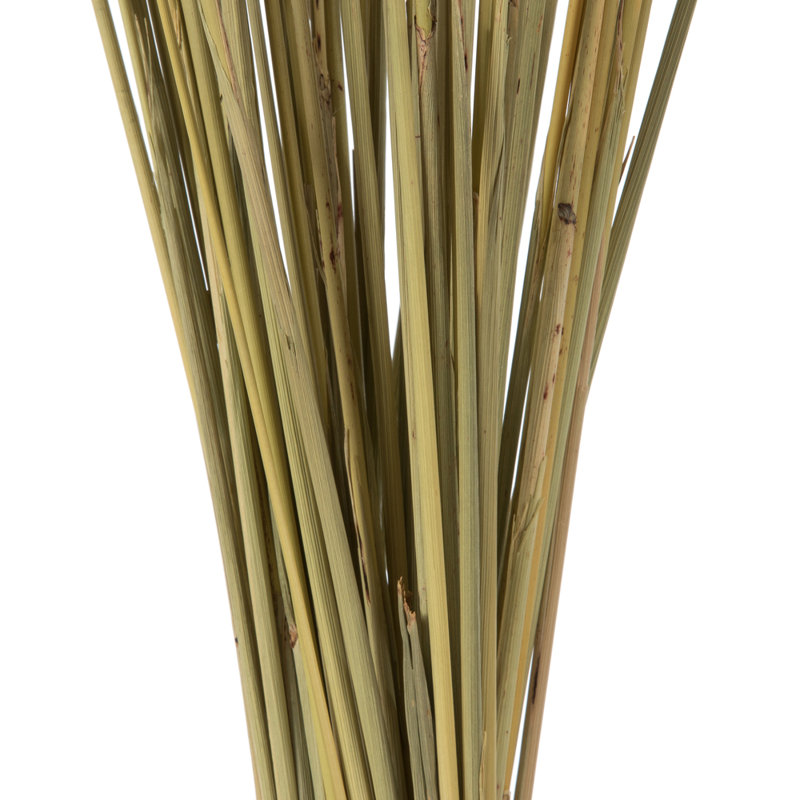 Congo Grass, Natural