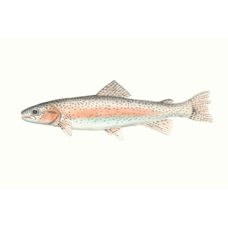 Watercolor Deep Sea Fish II, 30cm H x 46cm W