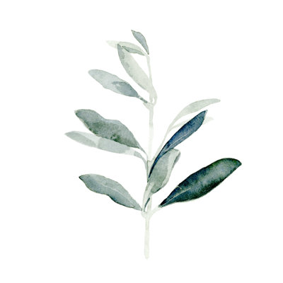 Été, branche d'olivier I