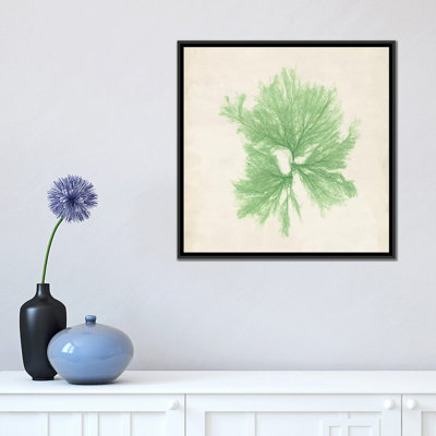 « péridot algues iii », reproduction d’impression sur toile tendue
