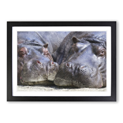 Two Hippos - Framed Print