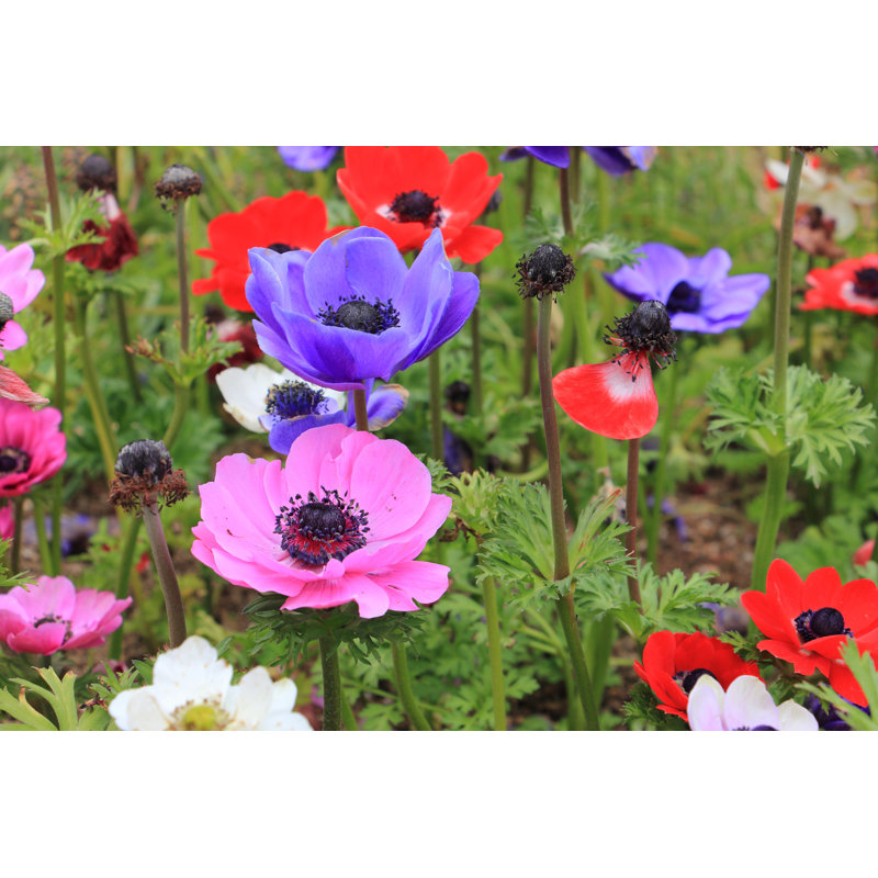 Earlham Colorful Poppy Anemone Flower - Wrapped Canvas Print, 30cm H x 46cm W x 3.8cm D