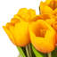 Bouquet de tulipes dans un panier blanc-635571362-635571363