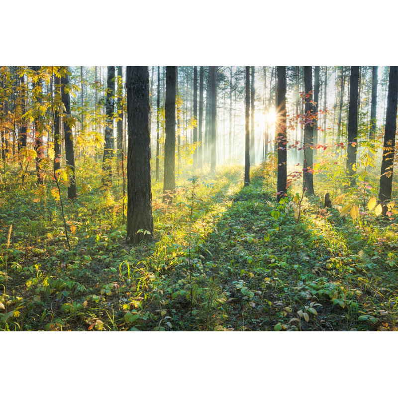 Coucher de soleil dans la forêt - Photographie sur toile tendue, H 8 po x l 12 po