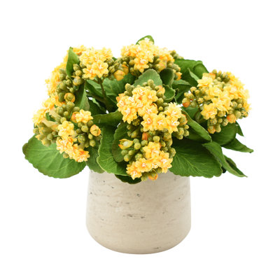 Kalanchoe Arrangement in Fiberstone Pot