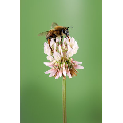 Honey Bee - Wrapped Canvas Print