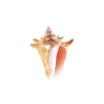 Sofia Fox Sea Shell In White V by Sofia Fox - Graphic Art