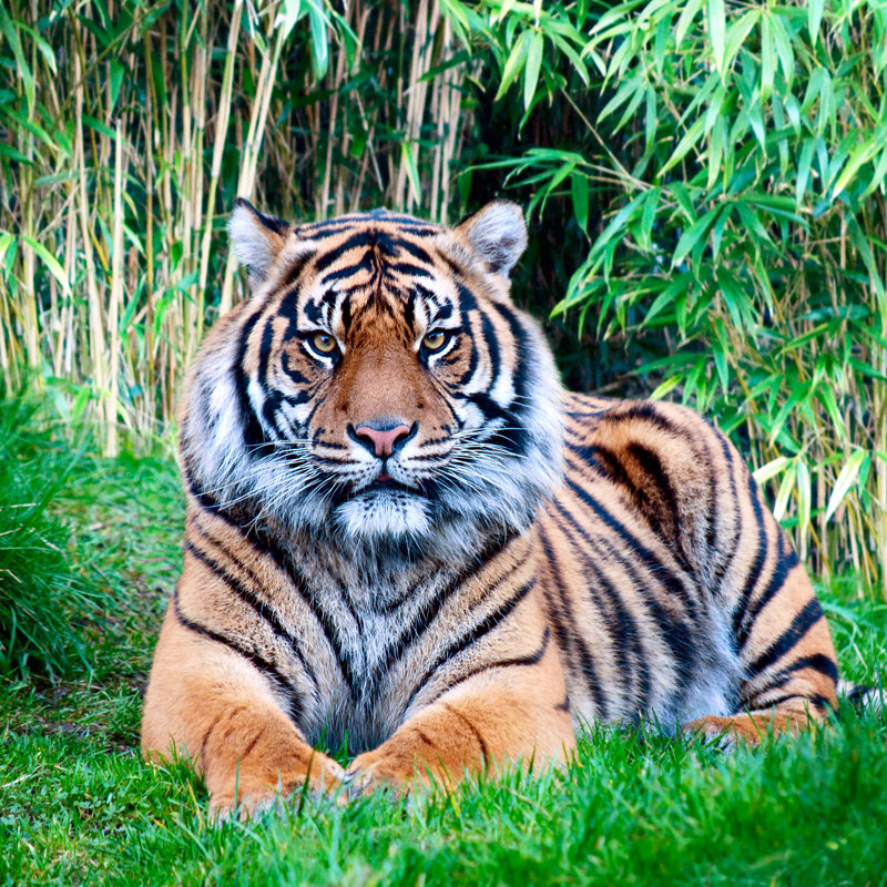 Sumatran Tiger by Chuvipro - Wrapped Canvas Print, 51cm H x 51cm W