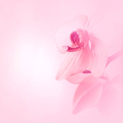 Einhardt " Pink Blurred Background With Orchid Flowers " by Lusyaya