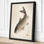 Carp in Contemplation Japandi - Wrapped Canvas-1598568686-1598568673