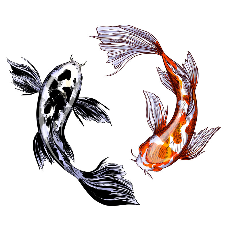Azion " Fish Illustration ", 12" H x 12" W