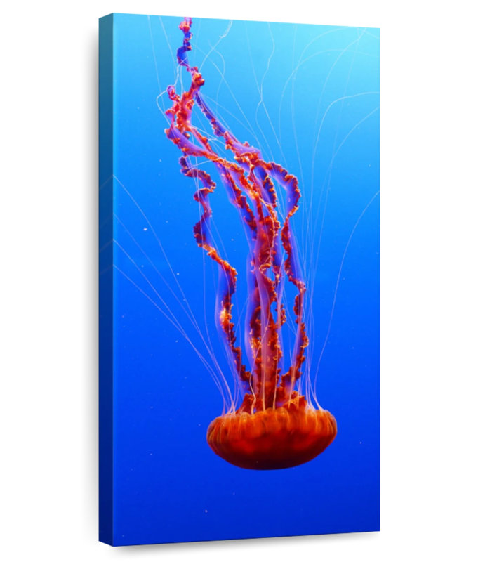 Ortie de mer méduse, H 24 po x l 12 po