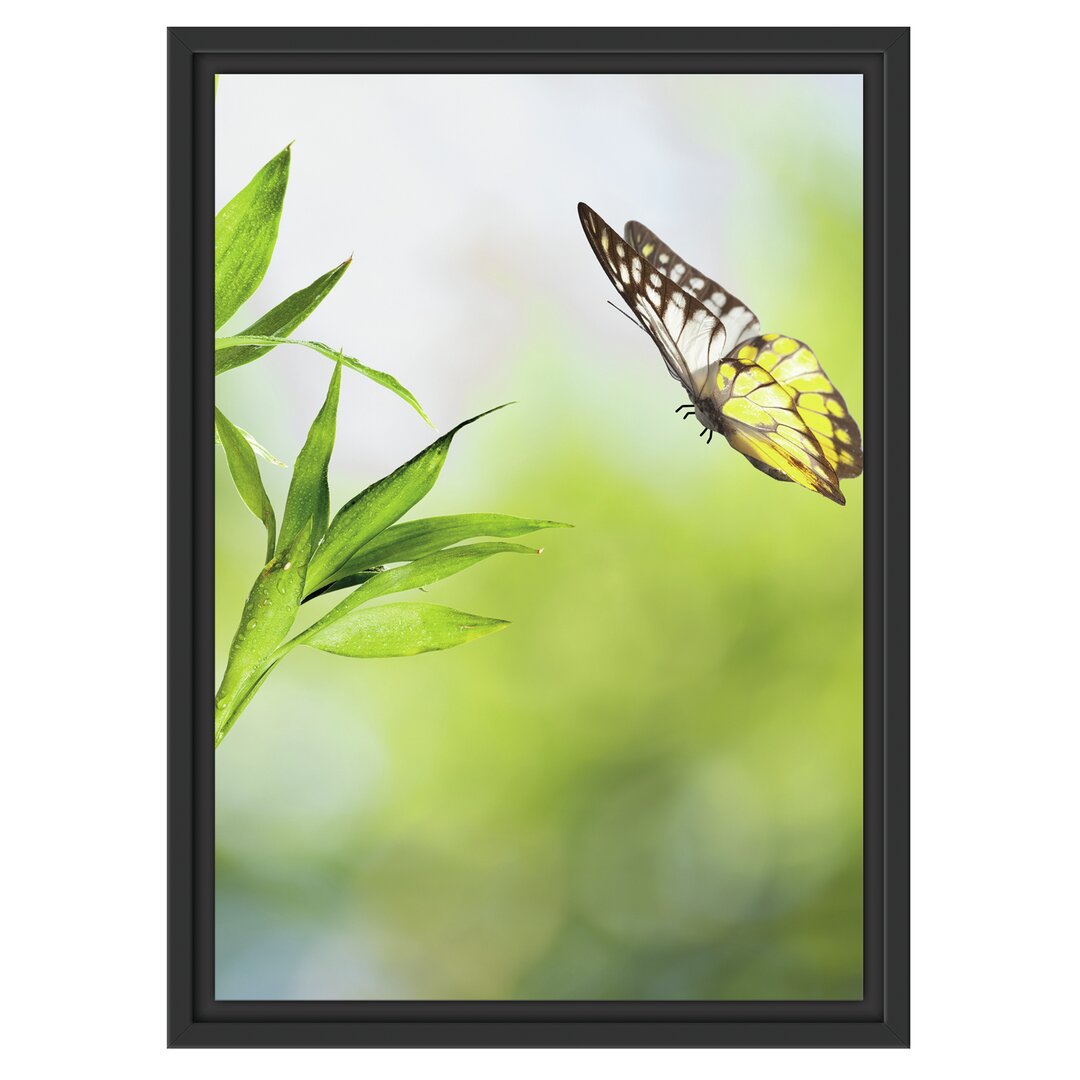 Gerahmtes Wandbild Bambus mit Schmetterling