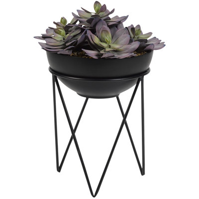 Succulent echeveria dans un bol en résine