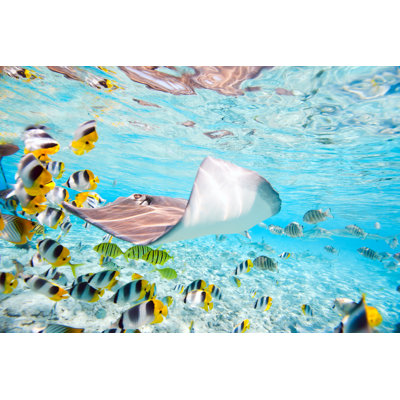 Borabora Underwater - Wrapped Canvas Print