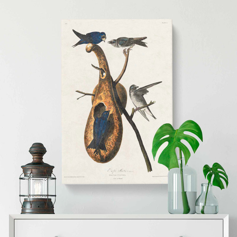 Purple Martin Birds by John Audubon - Wrapped Canvas Print, 50cm H x 35cm W x 3cm D