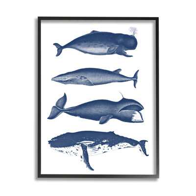 Divers types de baleines