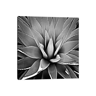 Black & White Succulent III by Mia Jensen - Wrapped Canvas Print