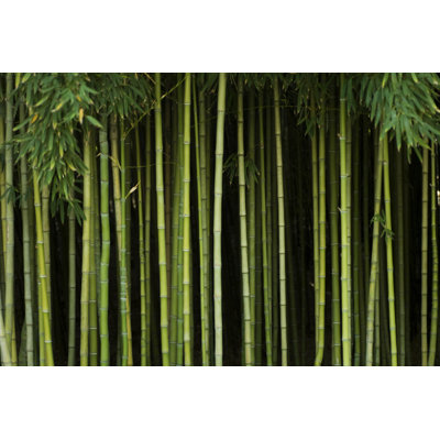 Forêt de bambous verts par Andipantz