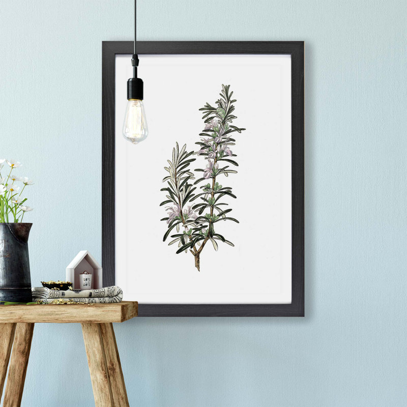 Rosemary Illustration - Single Picture Frame Painting, Black, 33cm H x 45cm W x 2cm D