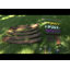 Classic Curved Playground Border-1347388569