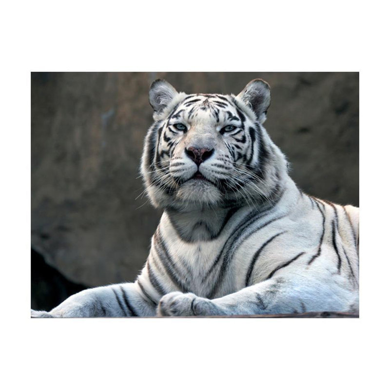 Murale tigre du Bengale dans un zoo, L 7,5 pi x l 9,83 pi