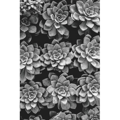 Succulents Top Down View - Wrapped Canvas Print