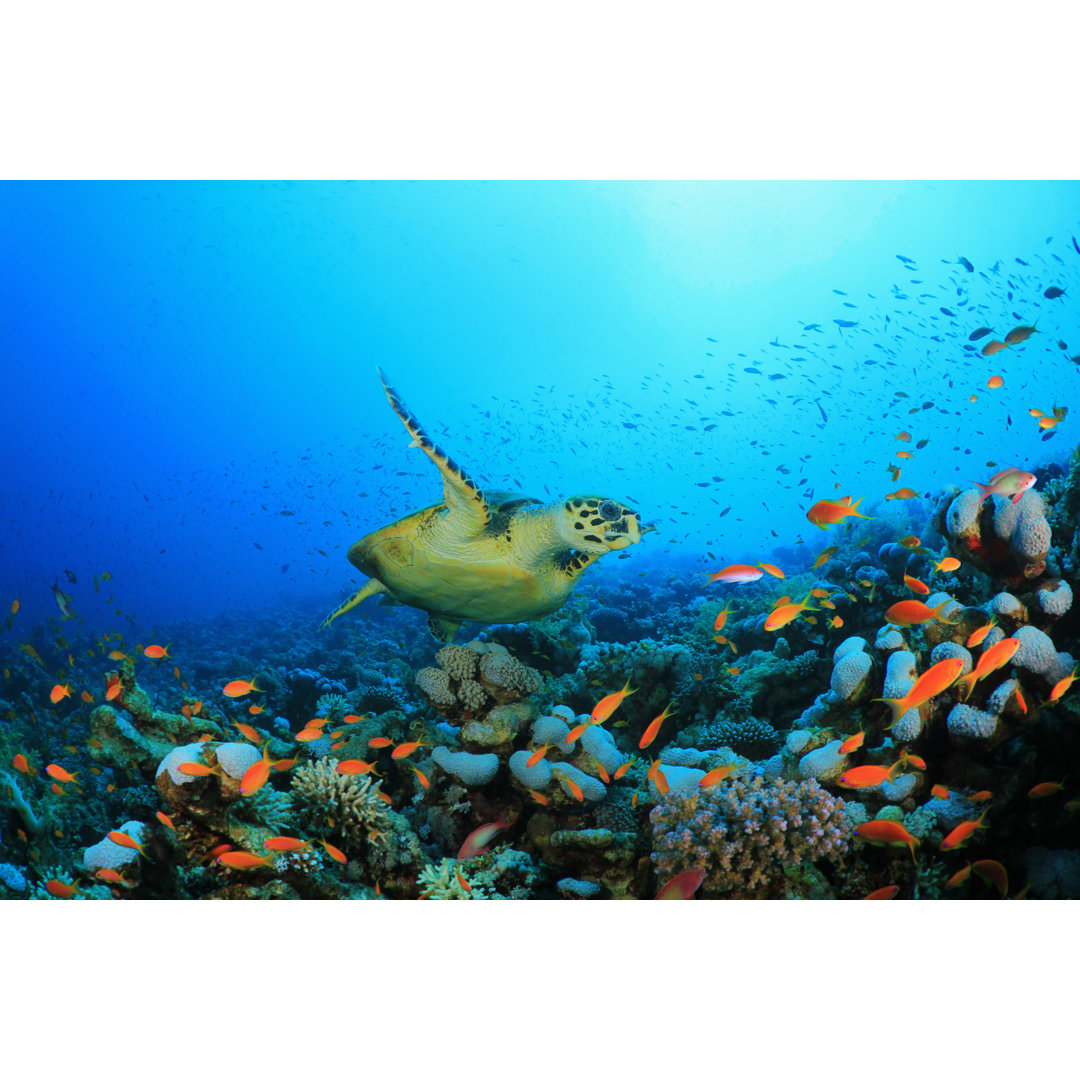 Sea Turtle by Richcarey - Wrapped Canvas Print