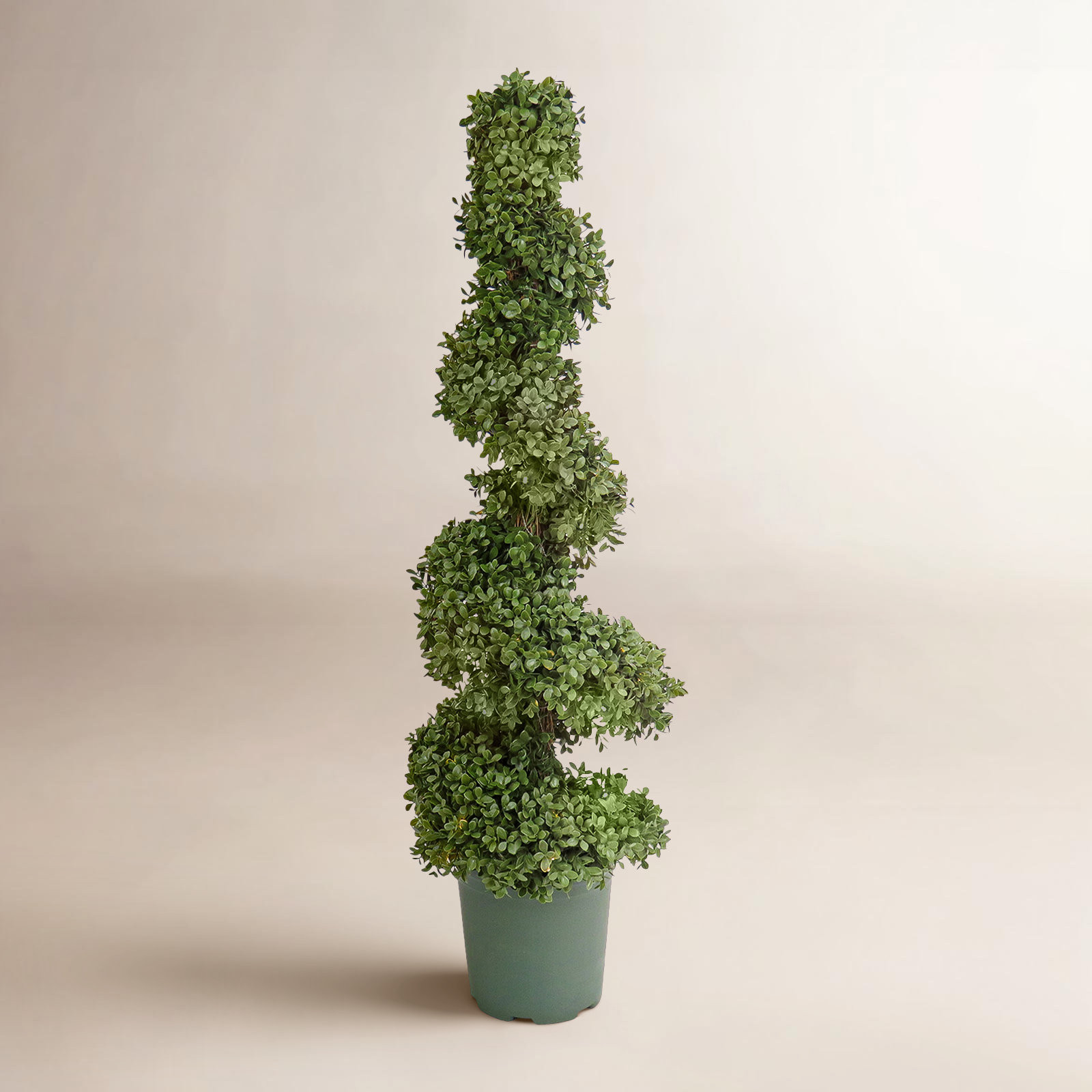 44" Pre-Lit Boxwood Tree in Pot