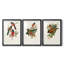 ElegantTrogonsIX - Impression sur mesure encadrée de qualité supérieure - 3 pièces-19518906-19518911
