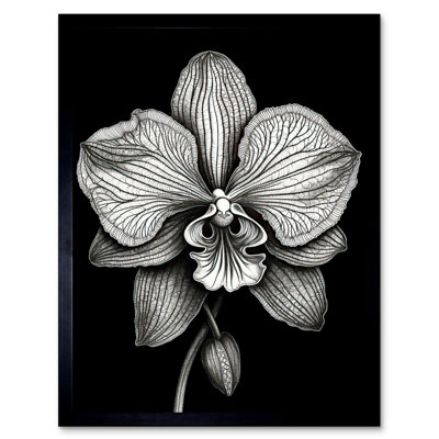 Aashutosh Detailed Orchid Flower Petals In Black And White - Single Picture Frame Print